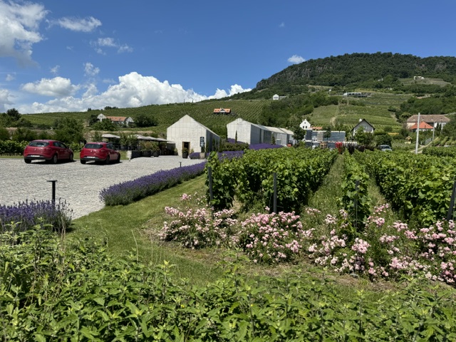 szolo