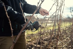 Metszés – Ahol a Pátzay borok története valójában elkezdődik